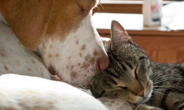Korzystaj z drzemek, kiedy tylko można! Fot. sskennel