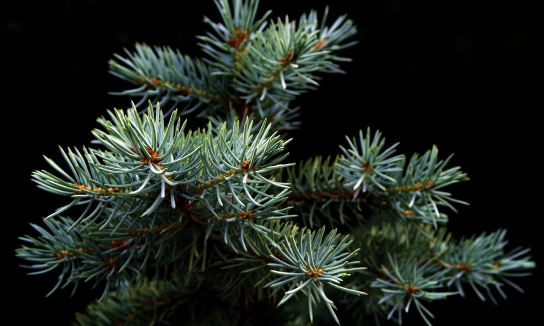 Jak naprawić lampki choinkowe?