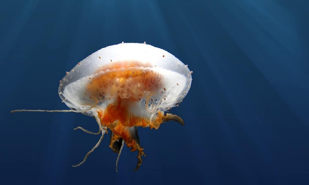 Jak naprawić zalany głośnik w telefonie?