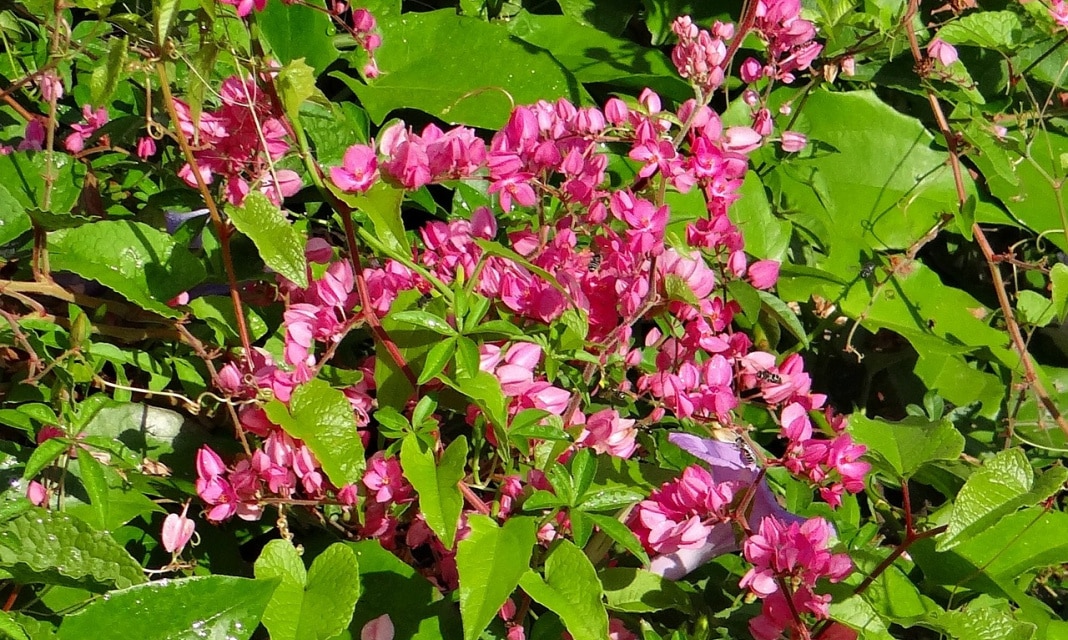 Jak naprawić zerwany łańcuszek?