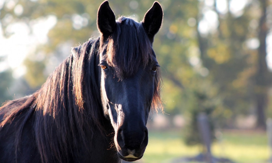 Jak Zrobić Grzywkę?