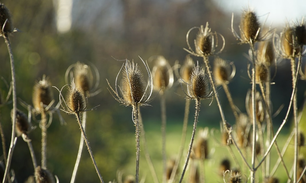 Jak Zrobić Herbatę Z Imbiru?