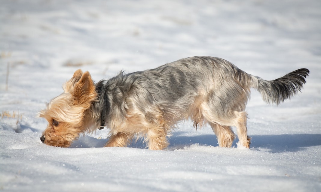 Jak Zrobić Wylewkę Betonową Na Ziemi?